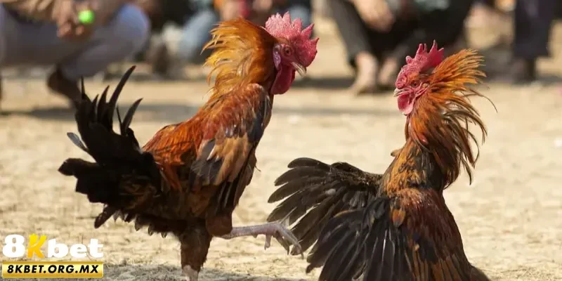 Bỏ túi mẹo hay cho dân chơi kê quyền