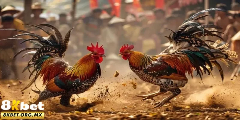 Cẩm nang đánh kèo đá gà hiệu quả