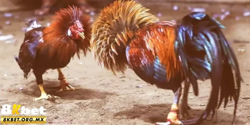 Đá gà cựa sắt 8Kbet đầy cuốn hút