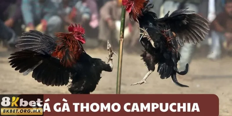 Đầy đủ về hình thức đá gà Thomo 8Kbet 