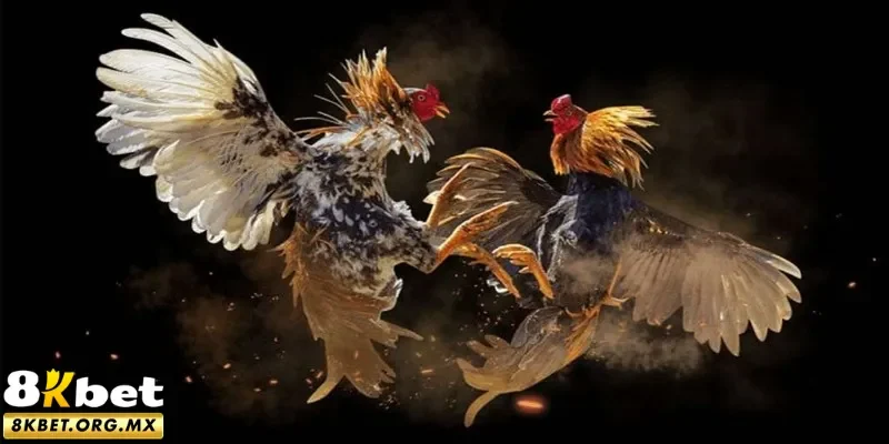 Sức hút của đá gà cựa dao 8Kbet