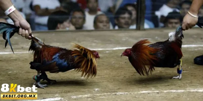 Tổng quan đá gà Mỹ 8Kbet